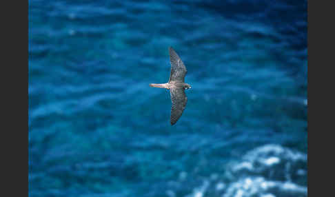 Eleonorenfalke (Falco eleonorae)