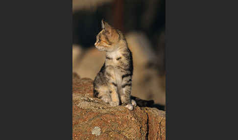 Hauskatze (Felis silvestris forma catus)