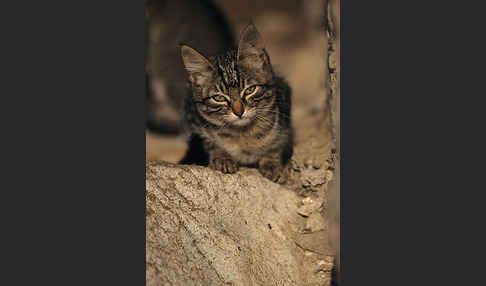 Hauskatze (Felis silvestris forma catus)