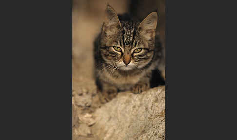 Hauskatze (Felis silvestris forma catus)