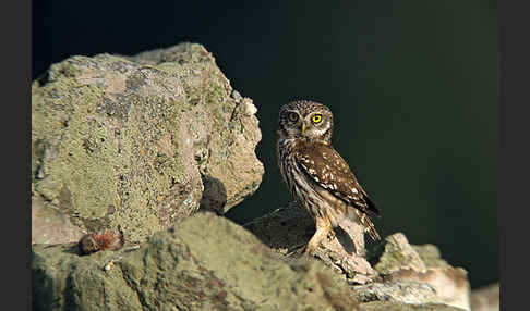 Steinkauz (Athene noctua)