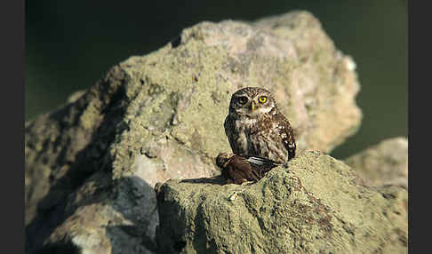 Steinkauz (Athene noctua)