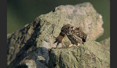 Steinkauz (Athene noctua)