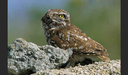 Steinkauz (Athene noctua)