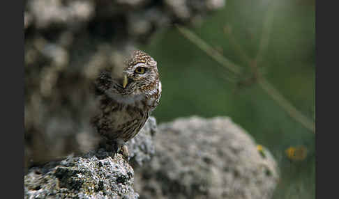 Steinkauz (Athene noctua)