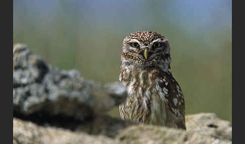 Steinkauz (Athene noctua)