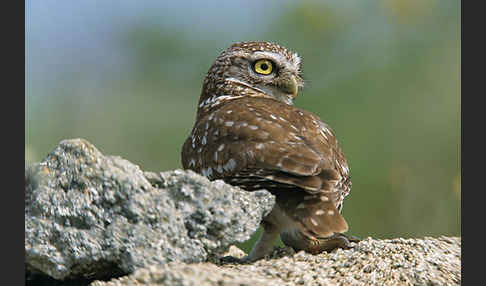 Steinkauz (Athene noctua)