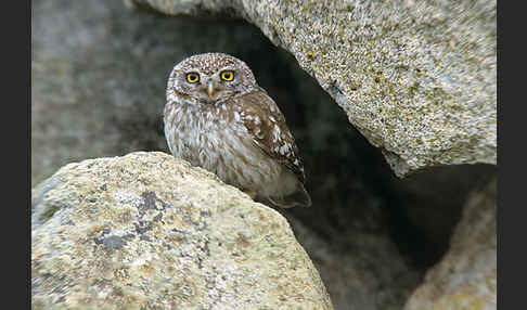 Steinkauz (Athene noctua)