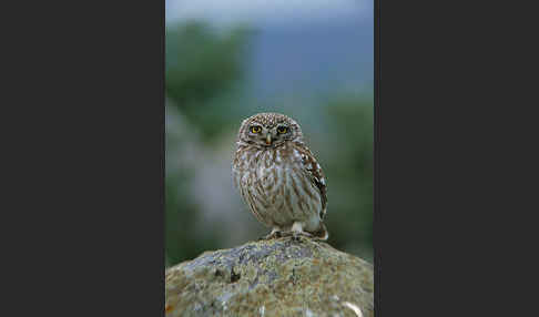 Steinkauz (Athene noctua)