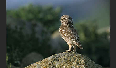 Steinkauz (Athene noctua)