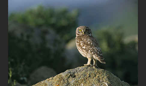 Steinkauz (Athene noctua)