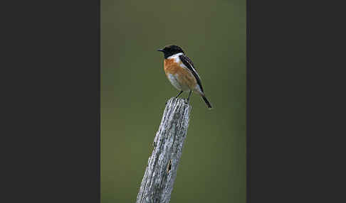 Schwarzkehlchen (Saxicola torquata)