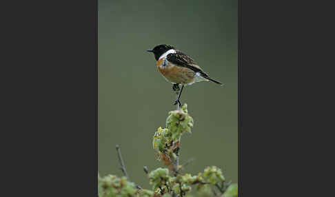 Schwarzkehlchen (Saxicola torquata)