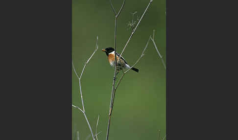 Schwarzkehlchen (Saxicola torquata)