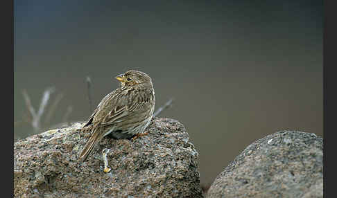 Grauammer (Miliaria calandra)