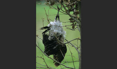 Nebelkrähe (Corvus corone cornix)