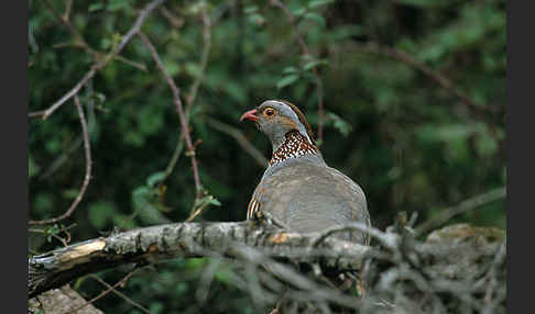 Felsenhuhn (Alectoris barbara)