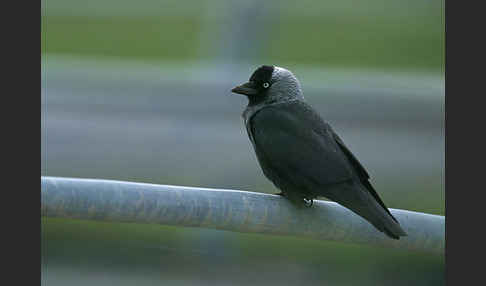 Dohle (Corvus monedula)