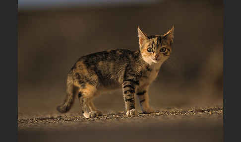 Hauskatze (Felis silvestris forma catus)