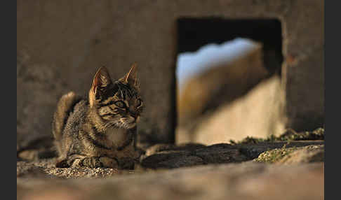 Hauskatze (Felis silvestris forma catus)