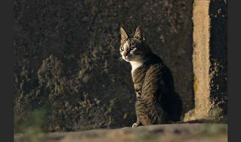 Hauskatze (Felis silvestris forma catus)