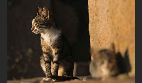 Hauskatze (Felis silvestris forma catus)