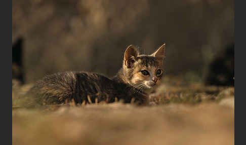 Hauskatze (Felis silvestris forma catus)