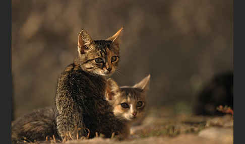 Hauskatze (Felis silvestris forma catus)