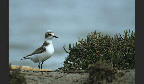 Seeregenpfeifer (Charadrius alexandrinus)