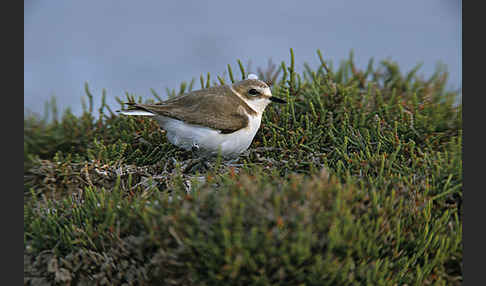 Seeregenpfeifer (Charadrius alexandrinus)