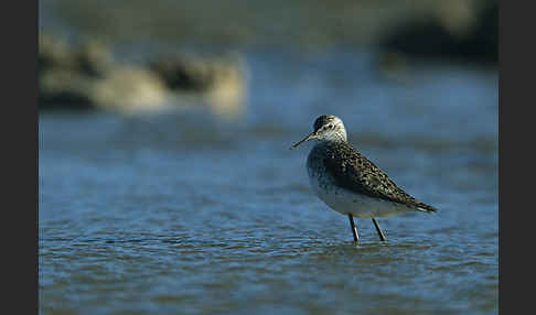 Teichwasserläufer (Tringa stagnatilis)