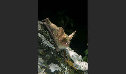 Nordafrikanisches Mausohr (Myotis punicus)