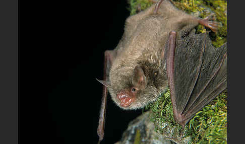 Langfußfledermaus (Myotis capaccinii)