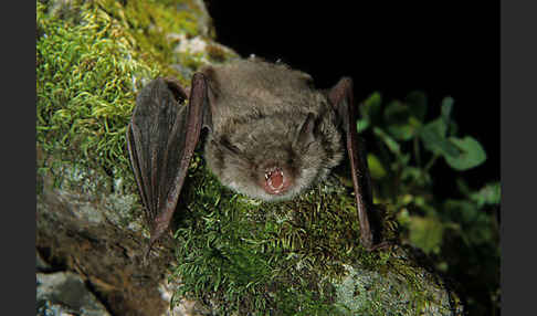 Langfußfledermaus (Myotis capaccinii)