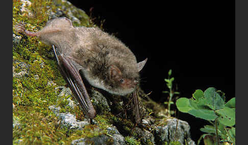 Langfußfledermaus (Myotis capaccinii)