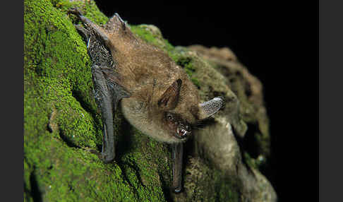 Wimperfledermaus (Myotis emarginatus)