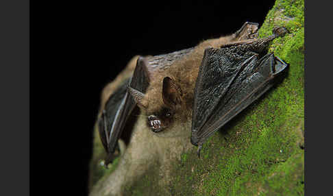 Wimperfledermaus (Myotis emarginatus)