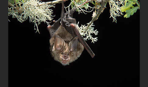 Große Hufeisennase (Rhinolophus ferrumequinum)