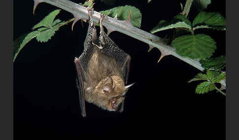 Kleine Hufeisennase (Rhinolophus hipposideros)