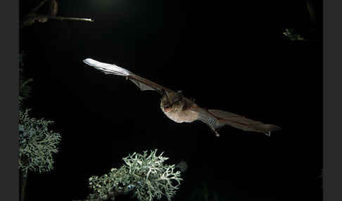 Kleine Hufeisennase (Rhinolophus hipposideros)