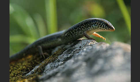 Gefleckter Walzenskink (Chalcides ocellatus)