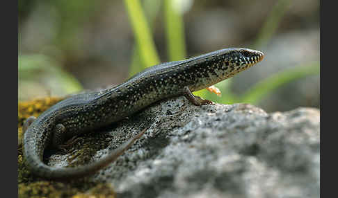 Gefleckter Walzenskink (Chalcides ocellatus)