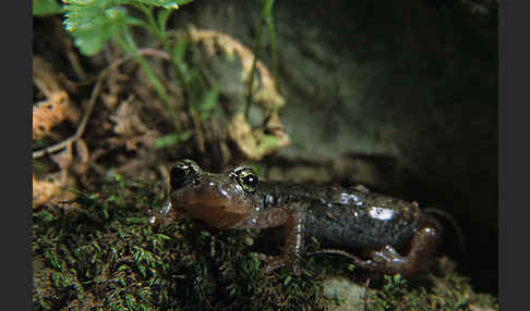 Sardischer Höhlensalamander (Speleomantes genei)