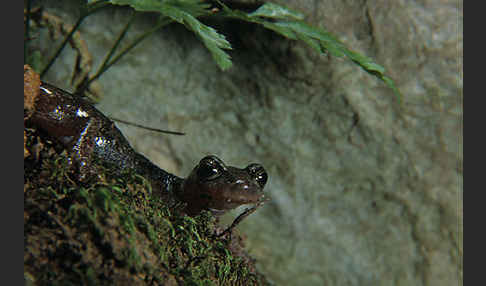 Sardischer Höhlensalamander (Speleomantes genei)