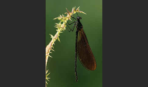 Rote Prachtlibelle (Calopteryx haemorrhoidalis)