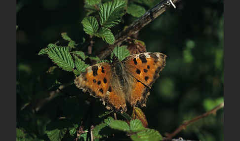 Großer Fuchs (Nymphalis polychloros)