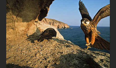 Eleonorenfalke (Falco eleonorae)