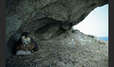 Eleonorenfalke (Falco eleonorae)