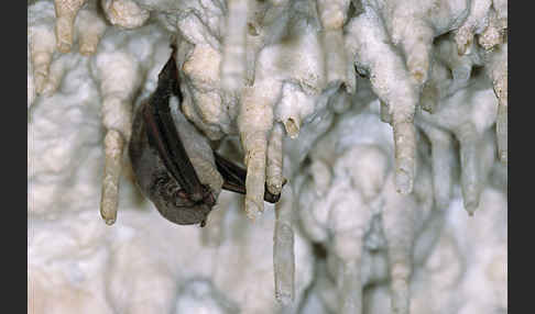 Langflügelfledermaus (Miniopterus schreibersi)