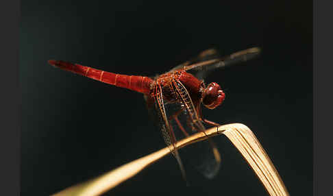 Feuerlibelle (Crocothemis erythraea)